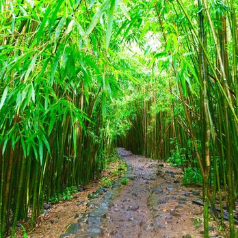 Pipiwai Trail - Bamboo forest - Hiking Near Me - Hana,, Hawaii