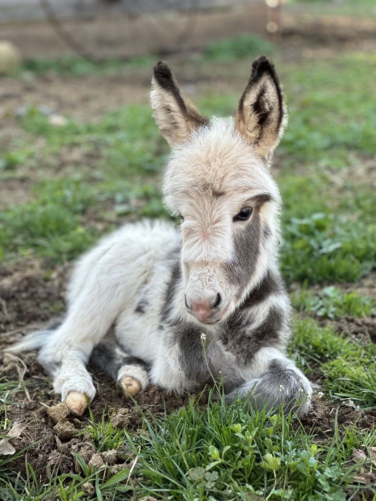 Social spots from Happy Home Acres