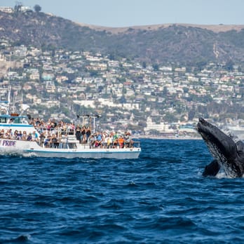 Davey's Locker Sportfishing & Whale Watching photo 8