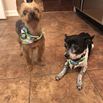 My Cute Pawz - Romeo & Bella - Pet Groomers Near Me - Lawrenceville, Georgia My Cute Pawz - Romeo & Bella - Pet Groomers Near Me - Lawrenceville, Georgia