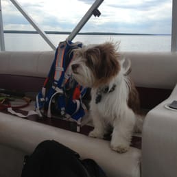 Dog friendly boats rock! Dog friendly boats rock!