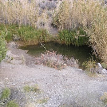La Madre Springs - The springs. The reeds have grown so much they block some of the beauty. - Hiking Near Me - Las Vegas, Nevada La Madre Springs - The springs. The reeds have grown so much they block some of the beauty. - Hiking Near Me - Las Vegas, Nevada