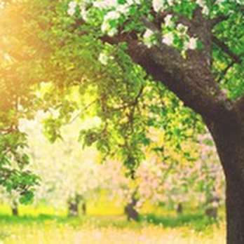 Little A's Tree Service - untitled - Landscaping Near Me - Greeneville, Tennessee Little A's Tree Service - untitled - Landscaping Near Me - Greeneville, Tennessee