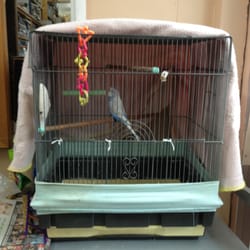 Boswell's Books & Coins - The gorgeous store budgie.
