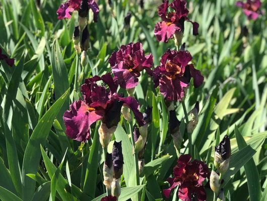 Nola's Iris Garden by null