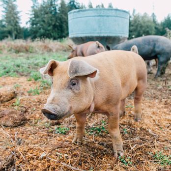 Alluvial Farms - Meat Shops Near Me - Everson, Washington