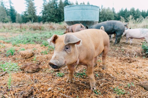 Alluvial Farms by null