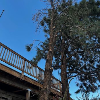 Incline Tree Care - No Removal is to complicated for our specialist. - Tree Services Near Me Incline Tree Care - No Removal is to complicated for our specialist. - Tree Services Near Me