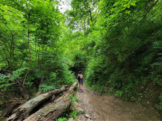 Wissahickon Valley Park by null