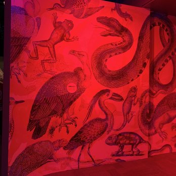 Field Museum - Wild color wall - Museums Near Me - Chicago, Illinois