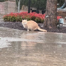 The winery cat!