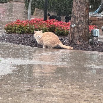 Eberle Winery - The winery cat! - Wineries Near Me - Paso Robles, California