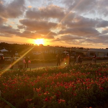 The Flower Fields - Sun setting 4/2/26 - Venues & Event Spaces Near Me - Carlsbad, California