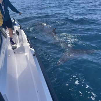 Santa Barbara Whale Watch - Minke Whale - Whale Watching Tours Near Me - Santa Barbara, California