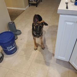 Dog Academy - Older Leah