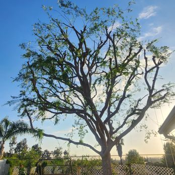 GNZ Tree Expert - After - Tree Services Near Me GNZ Tree Expert - After - Tree Services Near Me