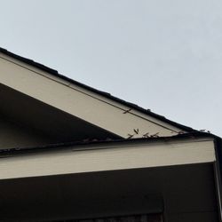 Alta Pest Control - Wasps still here!!