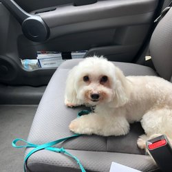 Bark Dog & Spa - A happy Syd!