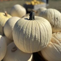 The Bougie Porch Pirate - Fall porch styling