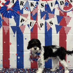 Parkside Pups - 4th of July party at Parkside and Bear was there!