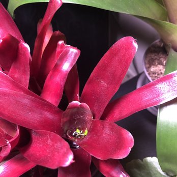 Rainforest Flora - Neo- Fireball. - Nurseries & Gardening Near Me - Torrance, California Rainforest Flora - Neo- Fireball. - Nurseries & Gardening Near Me - Torrance, California