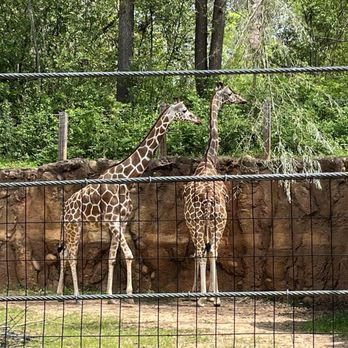 Zoo Atlanta - Giraffes - Zoos Near Me - Atlanta, Georgia Zoo Atlanta - Giraffes - Zoos Near Me - Atlanta, Georgia