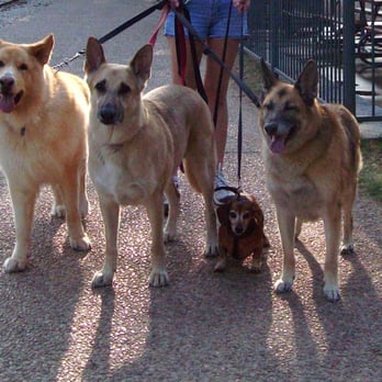 Love Pet Hospital - Our Pack: Sebastian,Dante,Bandit,Lexi - Veterinarians Near Me - Austin, Texas Love Pet Hospital - Our Pack: Sebastian,Dante,Bandit,Lexi - Veterinarians Near Me - Austin, Texas