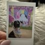 Photo of RiverDog - Peabody