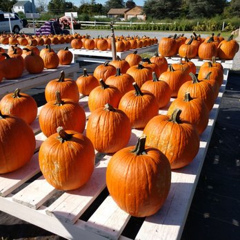 Catapano Farms - It's pumpkin season - Florists Near Me - Southold, New York Catapano Farms - It's pumpkin season - Florists Near Me - Southold, New York