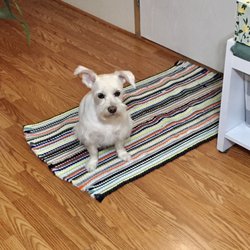 Kritter Kutts Pet Grooming