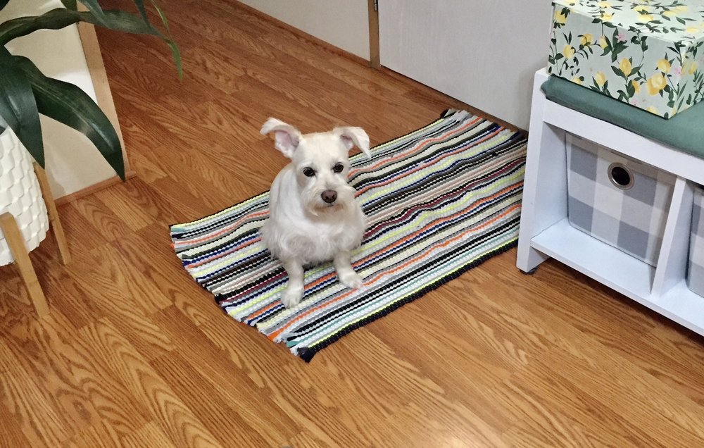 KRITTER KUTTS PET GROOMING Updated September 2024 421 E 52 Bypass