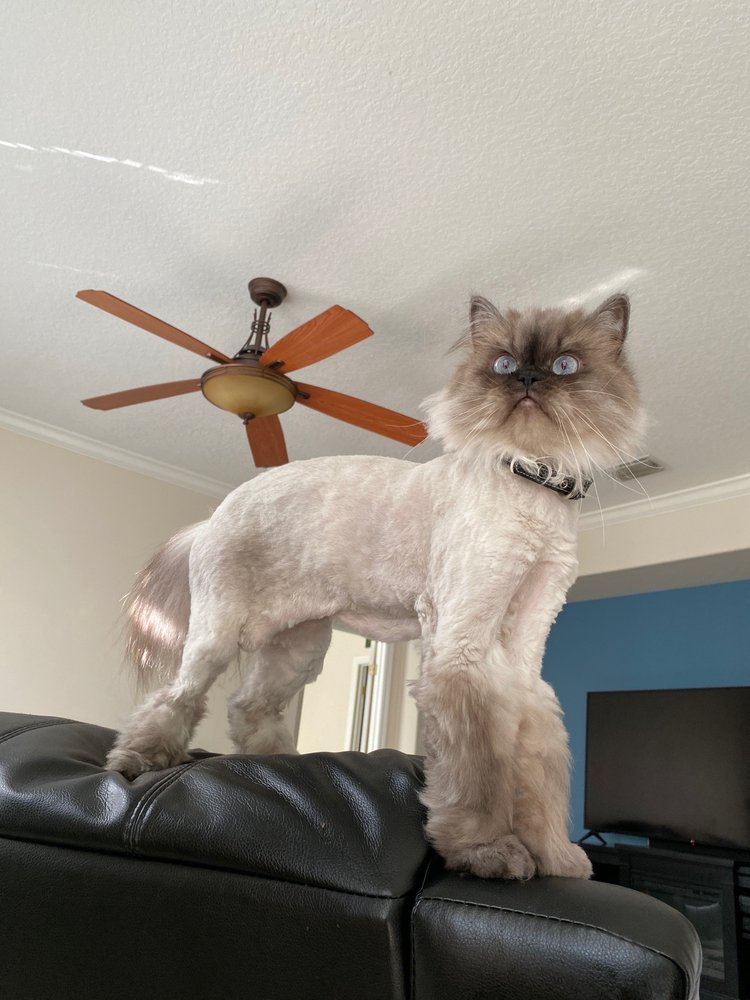 Grooming Tales Salon Image