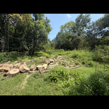 Muletown Milling - Huge tree cut up by these guys. They did a great job - Tree Services Near Me - Columbia, Tennessee Muletown Milling - Huge tree cut up by these guys. They did a great job - Tree Services Near Me - Columbia, Tennessee