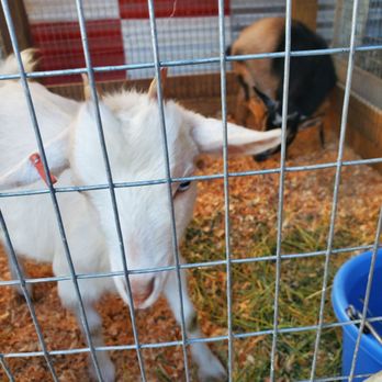 Farmers Feed - Two adorable goats! - Pet Stores Near Me - Stockton, California Farmers Feed - Two adorable goats! - Pet Stores Near Me - Stockton, California