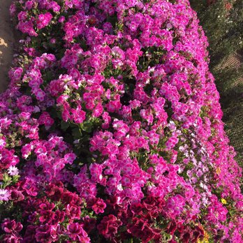 The Flower Fields - Venues & Event Spaces Near Me - Carlsbad, California