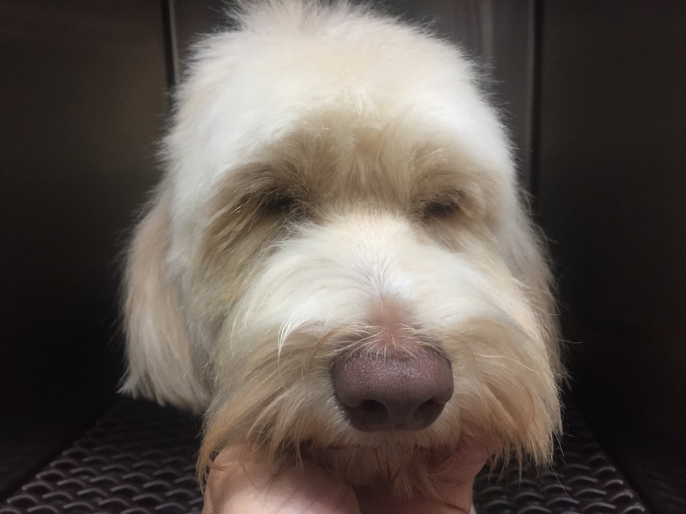 BROWNSVILLE VETERINARY HOSPITAL 45 Photos 1810 Central Blvd