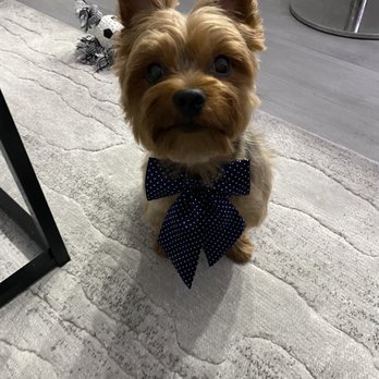 PetSmart - Pet Stores Near Me - Miami, Florida