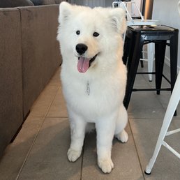 Freshly groomed at Mary's! Freshly groomed at Mary's!
