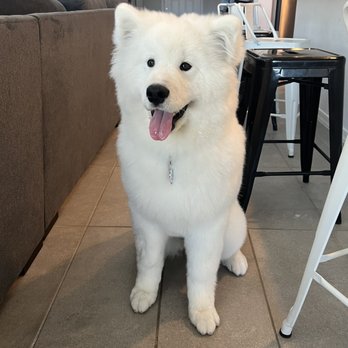 Mary's Professional Pet Grooming - Freshly groomed at Mary's! - Pet Groomers Near Me - Glendale, Arizona Mary's Professional Pet Grooming - Freshly groomed at Mary's! - Pet Groomers Near Me - Glendale, Arizona