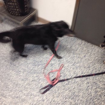 Treats Unleashed - Lady - Pet Groomers Near Me - Leawood, Kansas Treats Unleashed - Lady - Pet Groomers Near Me - Leawood, Kansas