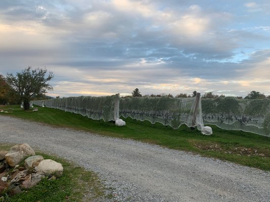 Cellardoor Winery by null