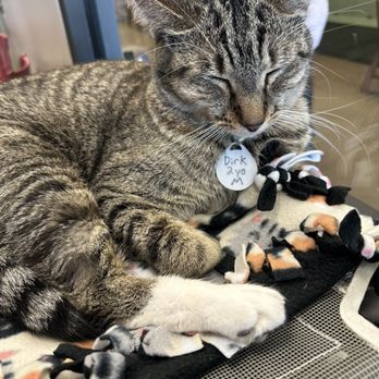 Black Forest Cat Cafe - Themed Cafes Near Me - Fort Wayne, Indiana