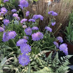Ashley’s Garden - Ashley's Garden