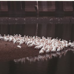 Fort Gibson Dam - American Pelicans below Fort Gibson Dam