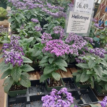 Mischler's Florist - Nurseries & Gardening Near Me - Williamsville, New York Mischler's Florist - Nurseries & Gardening Near Me - Williamsville, New York