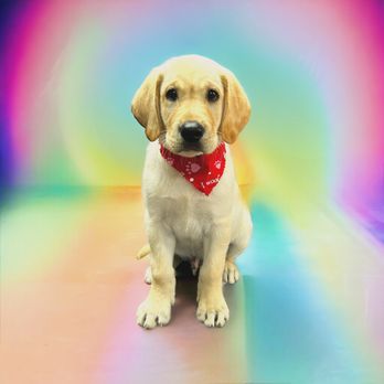 Velvet Paw Grooming - Pet Groomers Near Me Velvet Paw Grooming - Pet Groomers Near Me