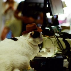Seawood Photo - Flash in a cowboy hat