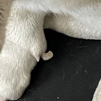 S Brand Pet Grooming - Pet Services Near Me - Saginaw, Texas S Brand Pet Grooming - Pet Services Near Me - Saginaw, Texas