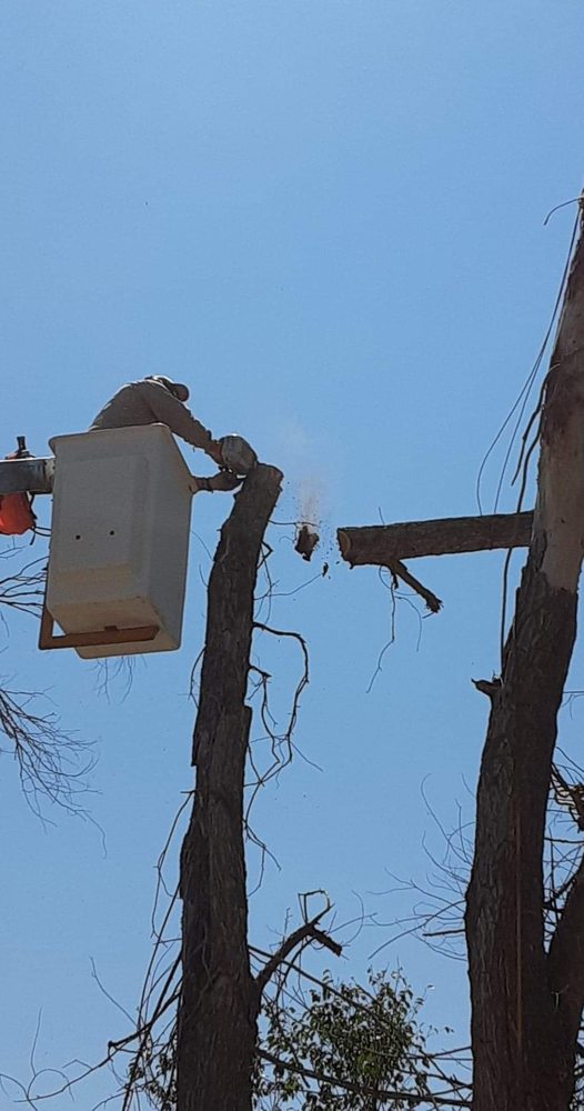 Laredo's Landscape & More - tree service in Rio Rancho, NM