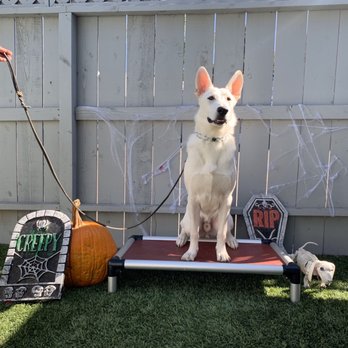 Specialty Dog Training - Hunter training - Pet Training Near Me - Oceanside, California